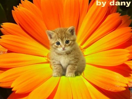 {BiSouS Printaniers}
